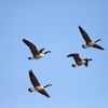 Humane Society's Objections To NYC Plan To Get Rid Of Geese